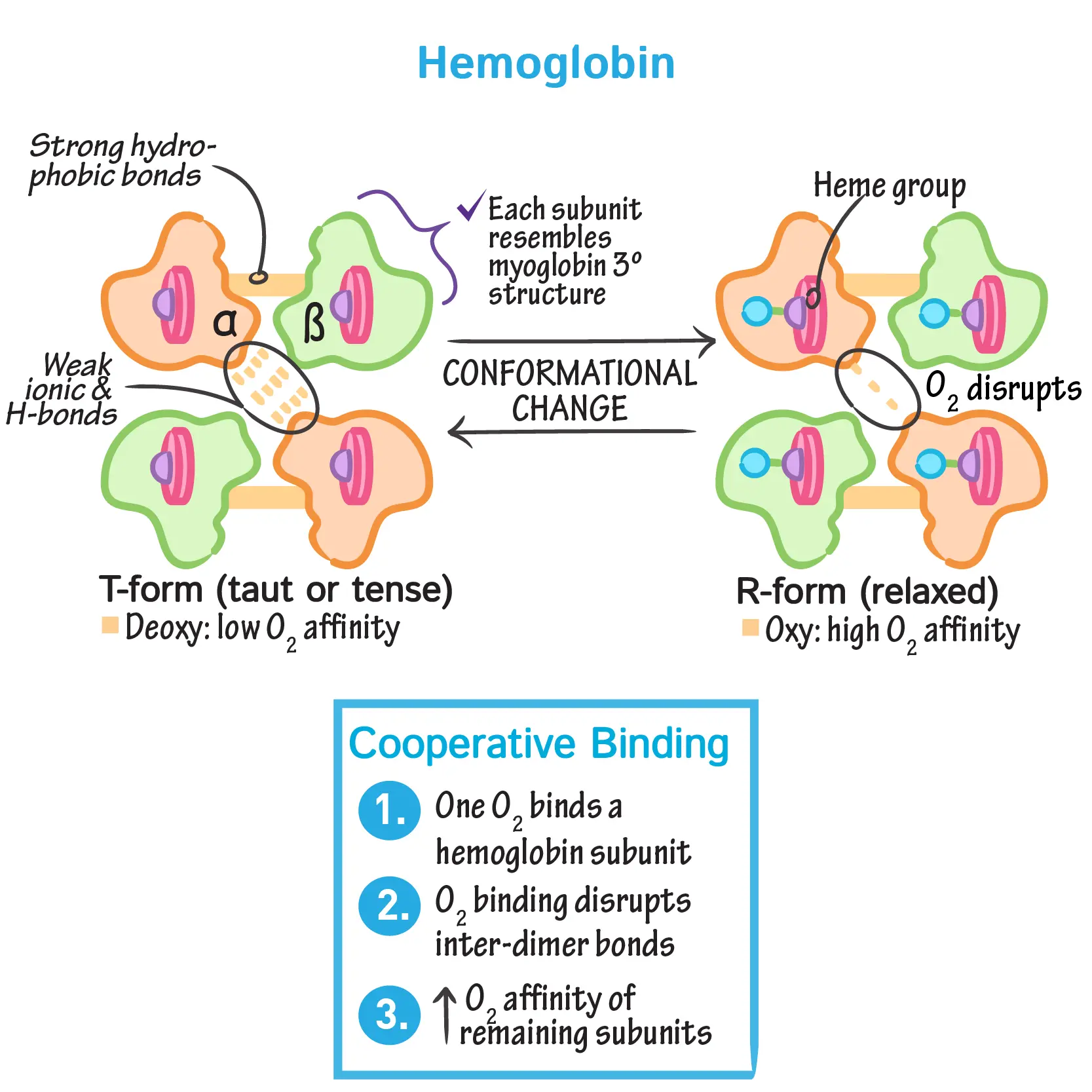 Sống như hemoglobin-1786877909755.webp